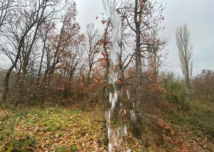 Forest *